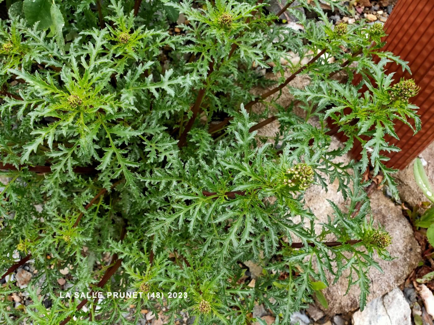 Figwort, Dog leaf